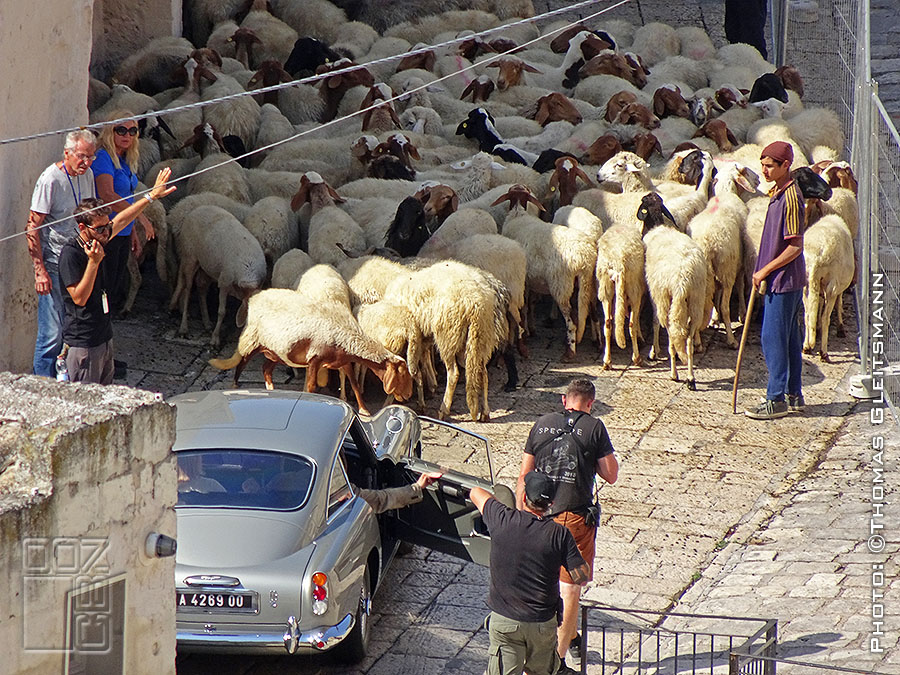 Aston Sheep Matera 1