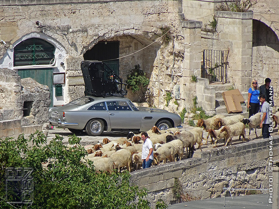 Aston Sheep Matera 2